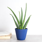 Thorsen's Greenhouse Aloe Vera, Live Indoor Plant, Aloe barbadensis, Easy to Grow, Succulent, Natural Air Purifier, 6" Diameter Pot (Navy)