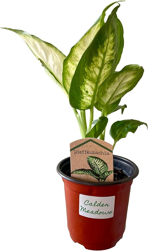 Dieffenbachia Dumbcane Plant, Live Indoor Houseplant in 4-inch Pot