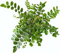 Button Fern, Live Indoor Plant, Pet-Friendly, Easy Care and Easy to Grow Houseplant, Air Purifying Plant, 4 inch Pot - Hopewind Plants Shop