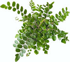 Button Fern, Live Indoor Plant, Pet-Friendly, Easy Care and Easy to Grow Houseplant, Air Purifying Plant, 4 inch Pot - Hopewind Plants Shop