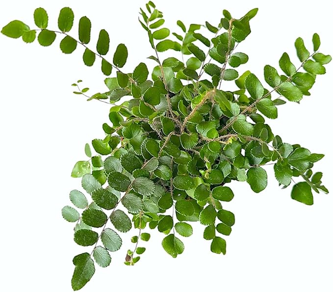 Button Fern, Live Indoor Plant, Pet-Friendly, Easy Care and Easy to Grow Houseplant, Air Purifying Plant, 4 inch Pot - Hopewind Plants Shop