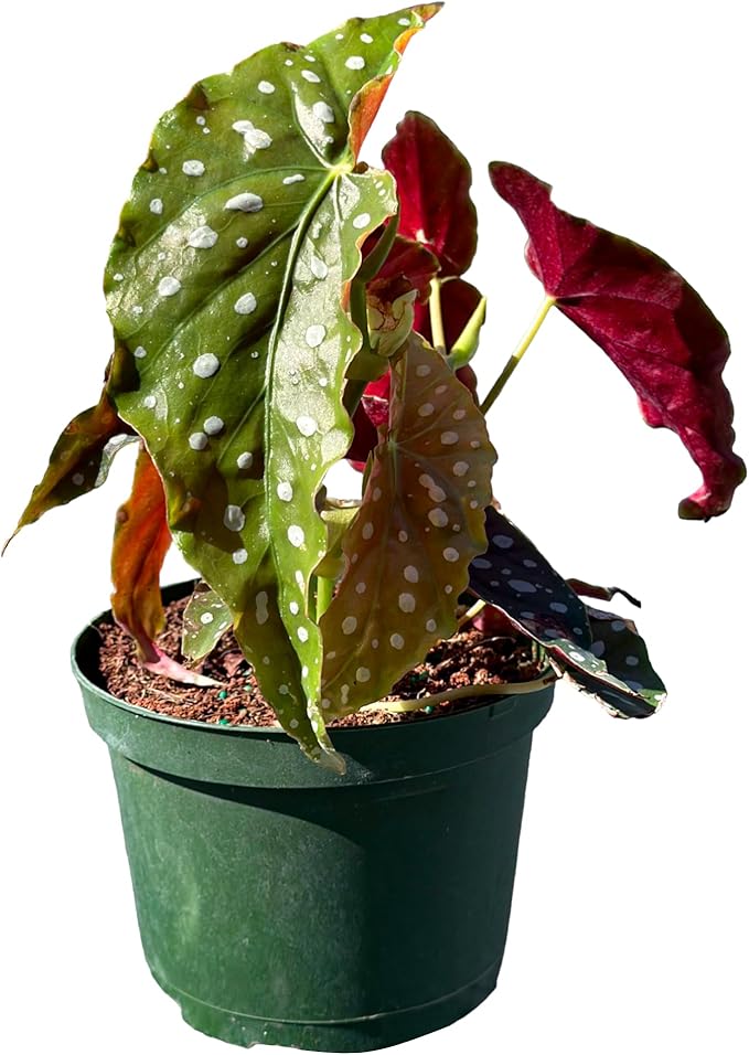 Live Begonia Maculata Plant – Polka Dot Angel Wing Houseplant, Rare Indoor Decorative Foliage, Easy Care Air Purifier for Home or Office (Heat Pack Included)