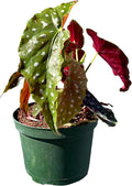 Live Begonia Maculata Plant – Polka Dot Angel Wing Houseplant, Rare Indoor Decorative Foliage, Easy Care Air Purifier for Home or Office (Heat Pack Included)