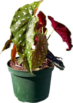 Live Begonia Maculata Plant – Polka Dot Angel Wing Houseplant, Rare Indoor Decorative Foliage, Easy Care Air Purifier for Home or Office (Heat Pack Included)
