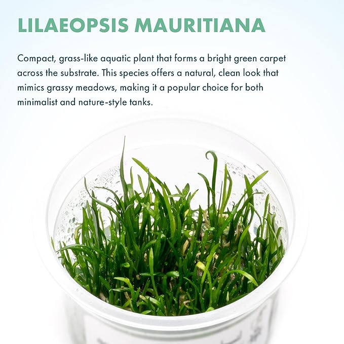 SubstrateSource Live Plant - Mauritius Micro Sword (Lilaeopsis mauritiana) - Foreground Carpet, Snail-Free in Vitro Aquarium Plant - Tissue Culture