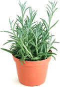 Shop Succulents String of Fishhooks Hanging Succulent, Senecio Radicans Glauca, Fully Rooted Live 4" Succulent Plant, Low Maintenance Indoor Plant, Hardy Succulents, Trailing Succulents, Gift & Garden
