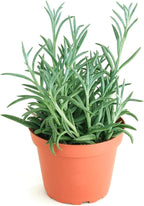 Shop Succulents String of Fishhooks Hanging Succulent, Senecio Radicans Glauca, Fully Rooted Live 4" Succulent Plant, Low Maintenance Indoor Plant, Hardy Succulents, Trailing Succulents, Gift & Garden