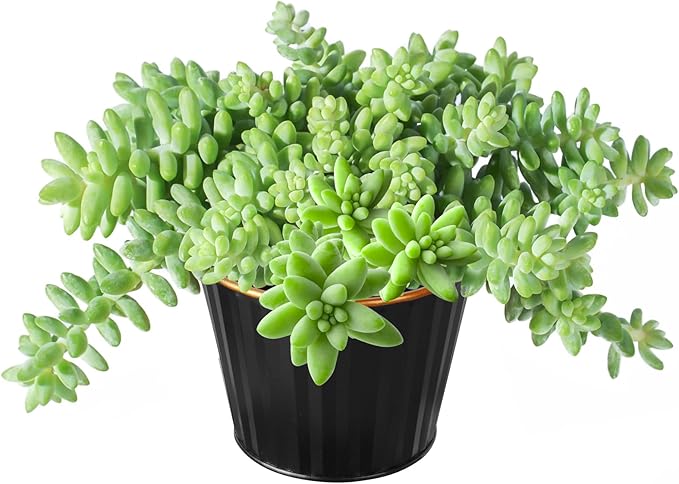 Sprout N Green Donkey's Tail with 4" Black Metal Pot, Live Sedum Morganianum-Burro's Tail Succulent with Soil, House Plant for Home Office Wedding Indoor Outdoor Decor, DIY Project, Party Favor