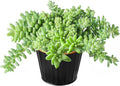 Sprout N Green Donkey's Tail with 4" Black Metal Pot, Live Sedum Morganianum-Burro's Tail Succulent with Soil, House Plant for Home Office Wedding Indoor Outdoor Decor, DIY Project, Party Favor
