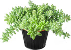 Sprout N Green Donkey's Tail with 4" Black Metal Pot, Live Sedum Morganianum-Burro's Tail Succulent with Soil, House Plant for Home Office Wedding Indoor Outdoor Decor, DIY Project, Party Favor