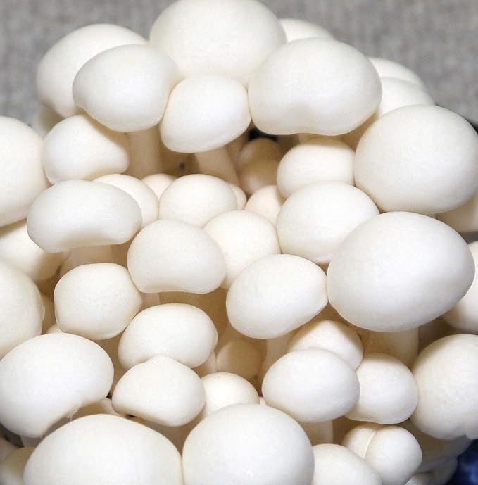 Root Mushroom Farm- Mushroom Liquid Cultures/White Beech(Hypsizygus tessulatus)