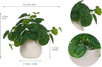 365 Blooming Decor Artificial Pilea Plant – Luxury Potted Money Plant in White Textured Pot with Real Pebbles, Premium Soft Plastic, Pet-Friendly, Realistic Look and Touch, No Assembly