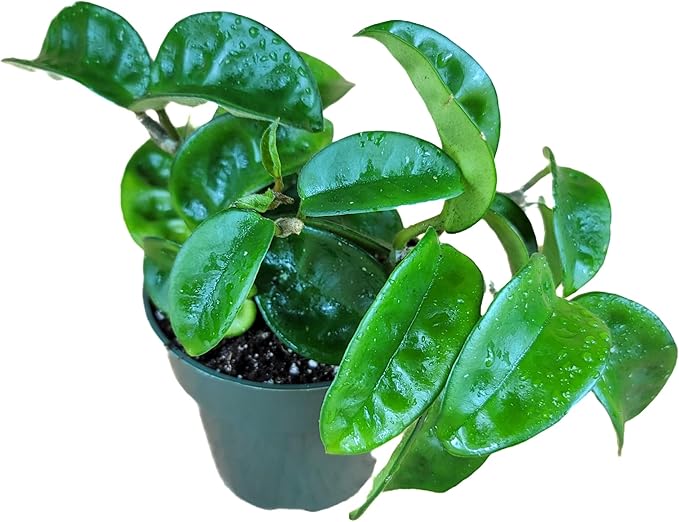 Hoya Krinkle 8 Live Hoya Plant Pink Flowers with Chocolate Smells Available in 2", 4", and 6" Pot (4" Pot)