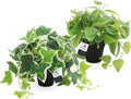AceList 2 Pack Fake Plants Decor, Artificial Plants for Home Decor Indoor, Fake Ivy Potted Plants for Shelf Decor Realistic Faux Plants Indoor with Pot for Home Living Room Bedroom Office Decoration