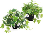 AceList 2 Pack Fake Plants Decor, Artificial Plants for Home Decor Indoor, Fake Ivy Potted Plants for Shelf Decor Realistic Faux Plants Indoor with Pot for Home Living Room Bedroom Office Decoration