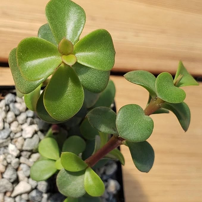 2 Inch Portulacaria Afra Decumbent Cacti Cactus Succulent Real Live Plant