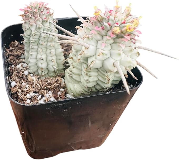 Live Succulent Cactus Plants from USKC (2" Pot) (Euphorbia Mammillaris Variegata)