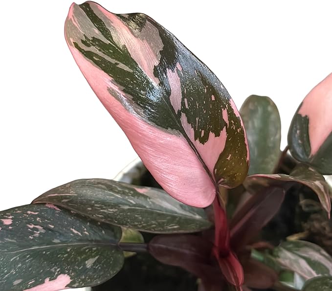 Hopewind Plnats Shop - Philodendron Live Plant, Air Purifying, Easy Care, Easy to Grow, Rare Variety, Live Indoor Plant, 4 inch Pot (Philodendron Pink Princess)