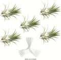 ArtAK Wall Planter Set of 5 Air Plant Holder for Terrarium | Orchid Mount Airplant Holder | Hanging Orchid Planter| Wall Mounted Plant Hook| Wall Plant Mount for Tree Air Knots W5