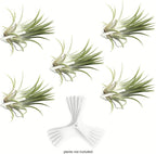 ArtAK Wall Planter Set of 5 Air Plant Holder for Terrarium | Orchid Mount Airplant Holder | Hanging Orchid Planter| Wall Mounted Plant Hook| Wall Plant Mount for Tree Air Knots W5