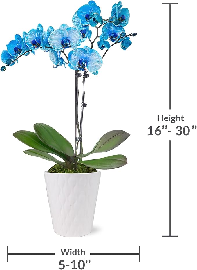 Green Circle Growers Blue Watercolor Orchid in a 5" White Pot, Live Indoor Plants, House Plant