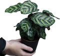 PLANTVERS Calathea Makoyana in 4inch Nursery Pot | Peacock Calathea | Air Purifier Plant | Live Topical Houseplant | Indoor Gift Plant | Low Light Plants for Home Decor