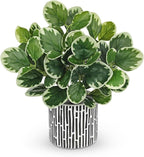 13" Artificial Plants Indoor Small Fake Plant in Ceramic Pot, Silk Plants for Home Decor Indoor, Faux Potted Plant for Shelves, Desks, Home, Room, Office, Bedroom, Farmhouse, Entryway, Tabletop Decor