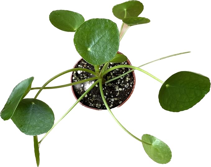 Chinese Money Plant Live - Pilea peperomioides Live Plant | Easy Care Indoor Houseplant | Air Purifying | 4-Inch & 6-inch Pot Available | California Seller (4" Pot, One Small Plant)