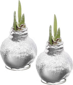 Snow Flecked Waxed Amaryllis Bulb 2-Pack – Silver Wax with Red Blooms – Live Holiday Gift Plant, Easy Care, No Watering Needed
