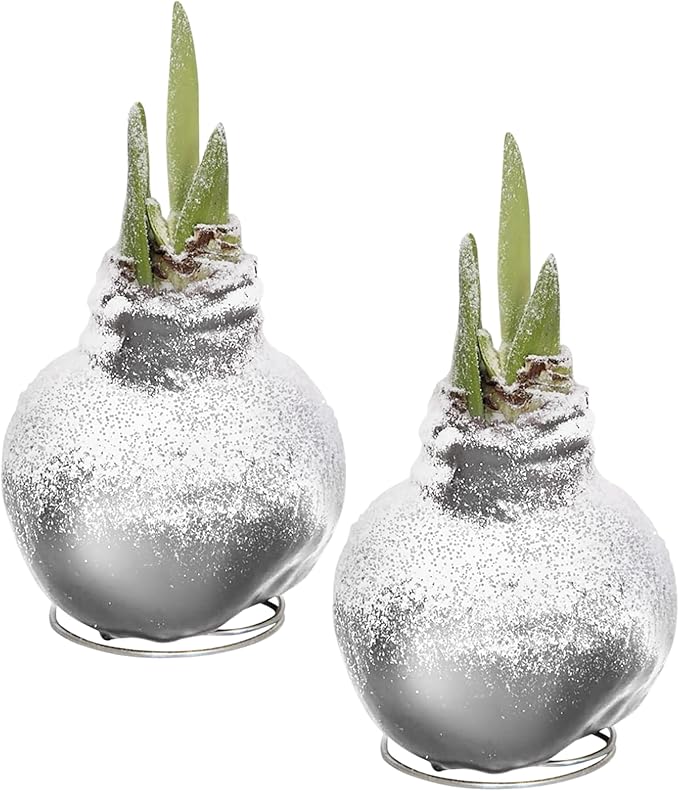 Snow Flecked Waxed Amaryllis Bulb 2-Pack – Silver Wax with Red Blooms – Live Holiday Gift Plant, Easy Care, No Watering Needed