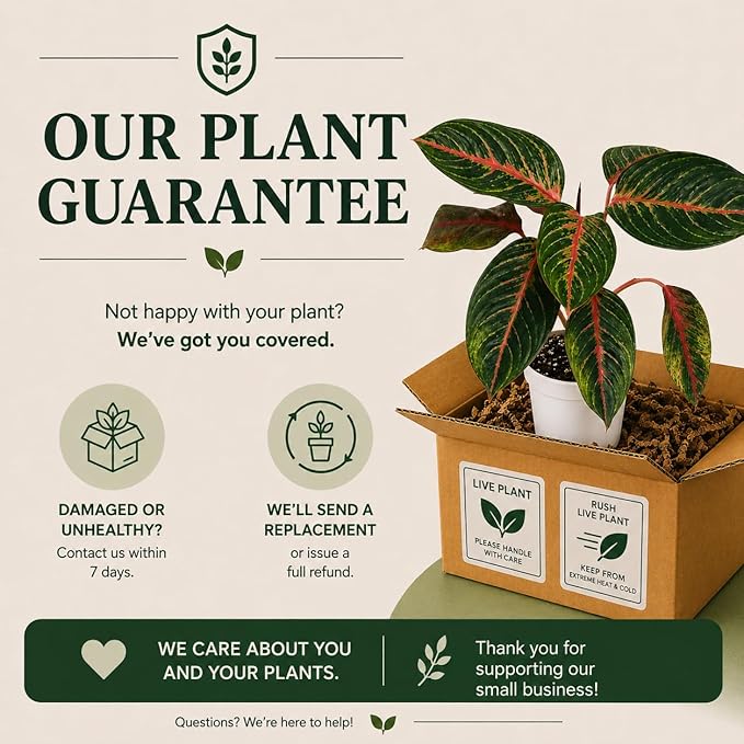 Agloanema Garnet House Plant, Chinese Evergreen Live Plant for Indoor Spaces, Colorful Aglaonema Live Plant, Feng Shui Plants Live Houseplants for Good Luck