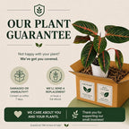 Agloanema Garnet House Plant, Chinese Evergreen Live Plant for Indoor Spaces, Colorful Aglaonema Live Plant, Feng Shui Plants Live Houseplants for Good Luck
