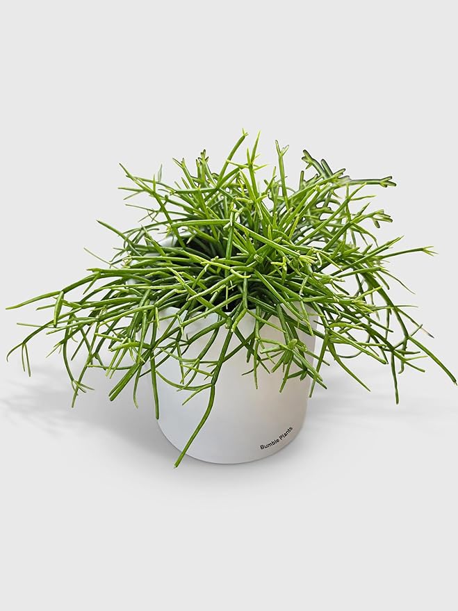 Rhipsalis Cashero Mistletoe Cactus-Large - Live Plant Easy Care, Low Maintenance for Home Decor - Air Purification Houseplant