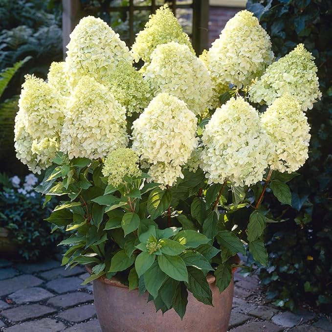 Hydrangea Live Plant, 6-12 Inch Tall, Hardy Flowering Shrub in 2.5" Pot, Outdoor Garden Hydrangea Bush (Lime Hydrangea)