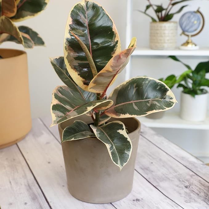 Tineke' Ficus Tree Live Plant (Variegated Rubber Plant), Ficus Elastica Live Plant Delivery, Easy Plant, Indoor Plants Live Houseplants, Real Plants, Live Plants Indoor Plant Decor by Plants for Pets