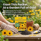 Black Eyed Susan Seeds for Planting, 5000 Seeds, Giving You Beautiful Black Eyed Susan Flowers, Non-GMO, Heirloom Seed Varieties