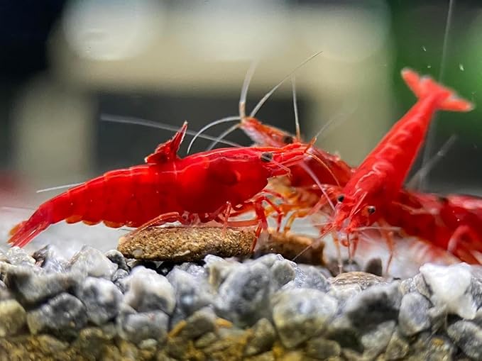 15+ Seam Oasis Fire Red Premium High-Grade Neocaridina Freshwater Aquarium Shrimp, Live Arrival Guarantee