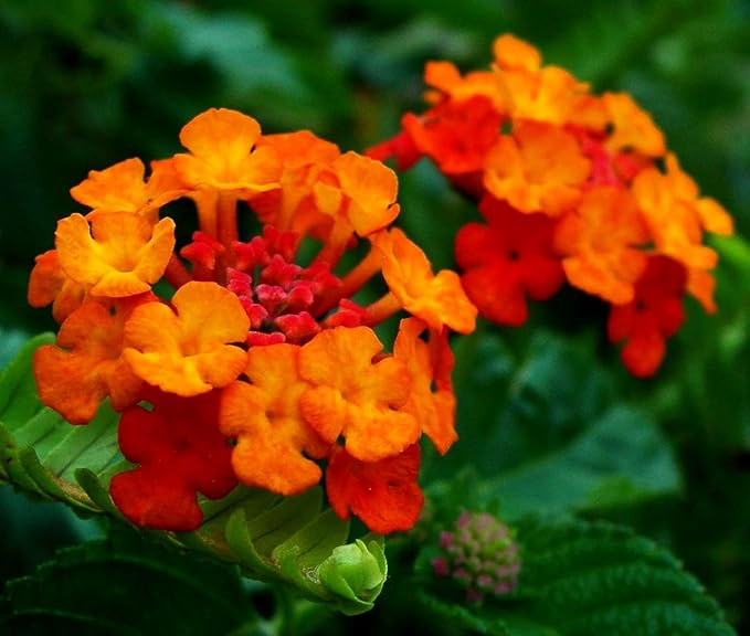 50 pcs Lantana Flower Seeds – Colorful Perennial Seeds | Drought-Tolerant, Long-Blooming | Attracts Butterflies & Hummingbirds