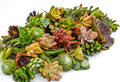 Live Succulent Cuttings (50 Pack) – Assorted Succulent Cuttings (2 to 3 inches) – Succulent Cuttings in Bulk – Succulent Market