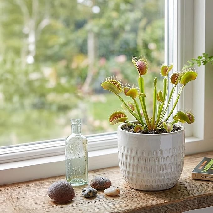 ragnaroc Dionaea Muscipula 2-4" (Venus Fly Trap) 4ct – Live Plant for Indoor Outdoor Use, Carnivorous Plants – Live Arrival Guaranteed