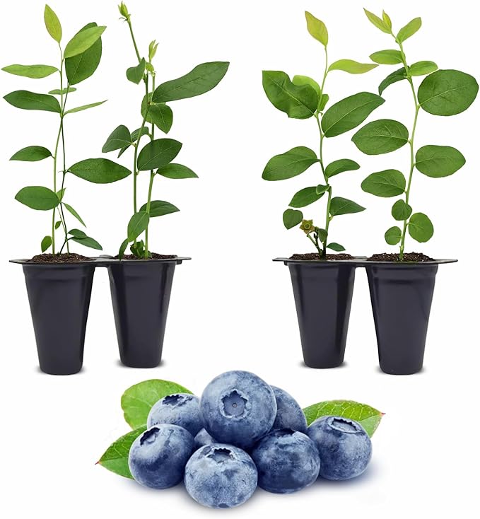 Blueberry Plant O'Neal Live for Sale (4 Pack) | Easy to Grow Plants | Edible Fruit Plant for Sustainable Living | Grow Your own Food on Your Edible Organic Garden| Live for Planting| No Seeds