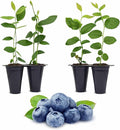 Blueberry Plant O'Neal Live for Sale (4 Pack) | Easy to Grow Plants | Edible Fruit Plant for Sustainable Living | Grow Your own Food on Your Edible Organic Garden| Live for Planting| No Seeds