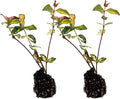ragnaroc Jasmine Summer 2-6" (Jasminum officinale) 2ct - Live Plant for Indoor Outdoor Use, Garden & Landscaping - Live Arrival Guaranteed