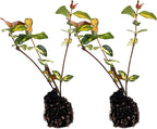 ragnaroc Jasmine Summer 2-6" (Jasminum officinale) 2ct - Live Plant for Indoor Outdoor Use, Garden & Landscaping - Live Arrival Guaranteed