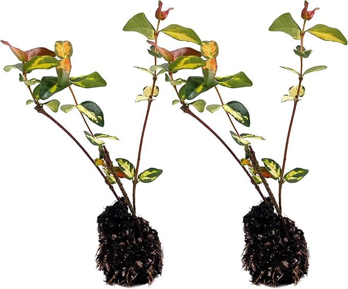 ragnaroc Jasmine Summer 2-6" (Jasminum officinale) 2ct - Live Plant for Indoor Outdoor Use, Garden & Landscaping - Live Arrival Guaranteed