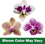 Large Novelty Live Orchids Blooming in 5" Blue & White Orchid Pot, Pet Friendly Live Plant Gifts for Plant Lovers, Approx. 22"+ Tall, Real Houseplants, Phalaenopsis Moth Flowers by Plants for Pets