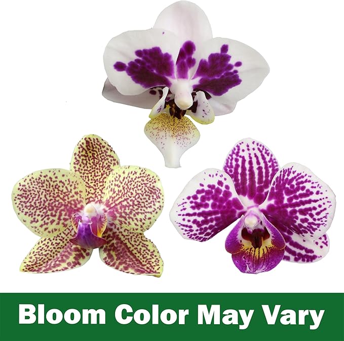 Large Novelty Live Orchids Blooming in 5" Blue & White Orchid Pot, Pet Friendly Live Plant Gifts for Plant Lovers, Approx. 22"+ Tall, Real Houseplants, Phalaenopsis Moth Flowers by Plants for Pets