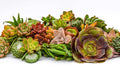 Live Succulent Cuttings (100 Pack) – Assorted Succulent Cuttings (2 to 3 inches) – Succulent Cuttings in Bulk – Succulent Market
