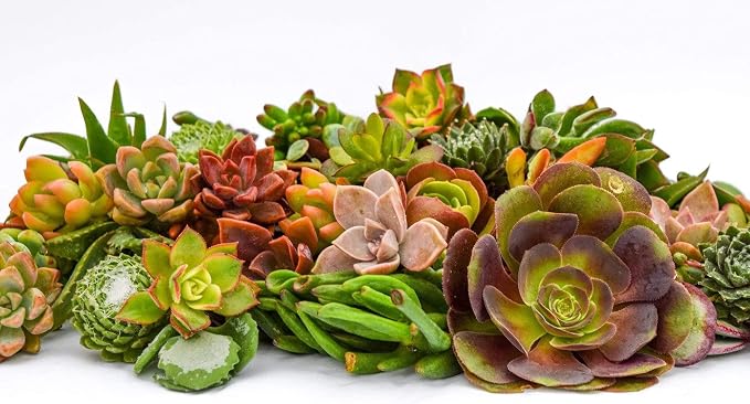 Live Succulent Cuttings (100 Pack) – Assorted Succulent Cuttings (2 to 3 inches) – Succulent Cuttings in Bulk – Succulent Market