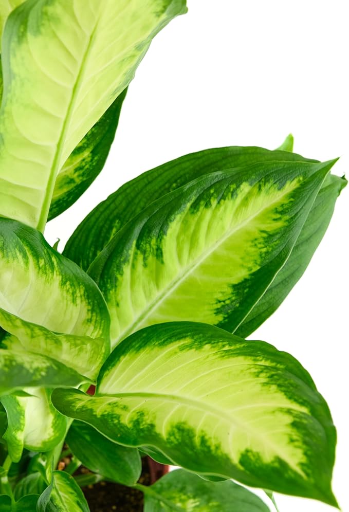 Shop Succulents Dieffenbachia Camille, Live Indoor Plant, Low Maintenance Tropical Houseplant with Attractive Variegated Leaves, Ideal for Home Decor, Office, and Room Enhancement, 6 Inch Nursery Pot